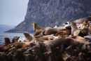 Australian fur seals, Bull rock, north east Tasmania