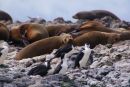 Australian fur seals, Tasmania