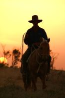 The drover