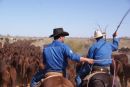 Great Australian Outback Cattle Drive