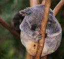 Koala, Central Queensland