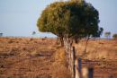 Dry season, central Qld