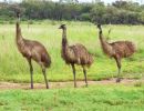 Emus