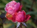 Roses, Walters Peak, NZ