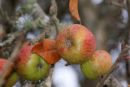 Wild apples