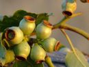 Gum nuts