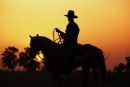 The drover
