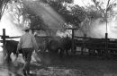 cattle yards