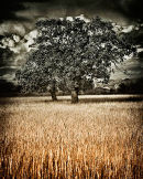 Abundance