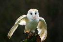 Barn Owl.