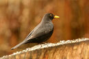 Blackbird