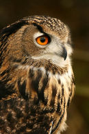 European eagle owl.