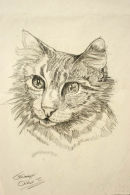 Tabby