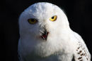 Snowy Owl.