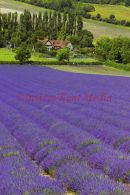 PIC SHOWS:- Lavender fields in Kent countryside