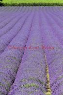 PIC SHOWS:- Lavender fields in Kent countryside