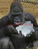 PIC SHOW;GORILLA KIFU AGE 22YRS ENJOYS EATING A HOME MADE EASTER EGG MADE FROM TABLOID NEWSPAPERS ,AT HOWLETTS ANIMAL PARK  ENJOYING THE SUNSHINE.