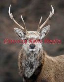 Stag near Loch Muich in Scotland 2008