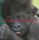 HOWLETTS WILDLIFE PARK KENT; BABY TIYA WHO WAS BORN ON 6TH FEB 2008.