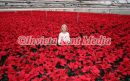 PICS OF POINSETTIA,S THE XMAS PLANT  AT STAPLEHURST NURSERIES ,STAPLEHURST KENT.CLARA FRANKE AGE 7YRS HAS NO PROBLEM CHOOSING A CHRISTMAS PRESENT FOR HER MUM FRANCES ,SHE HAS 40,000 TO CHOOSE FROM AT HER MUM AND DADS NURSERY IN STAPLEHURST KENT.