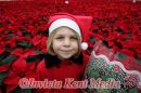 PICS OF POINSETTIA,S THE XMAS PLANT  AT STAPLEHURST NURSERIES ,STAPLEHURST KENT.CLARA FRANKE AGE 7YRS HAS NO PROBLEM CHOOSING A CHRISTMAS PRESENT FOR HER MUM FRANCES ,SHE HAS 40,000 TO CHOOSE FROM AT HER MUM AND DADS NURSERY IN STAPLEHURST KENT.