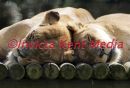 PIC SHOWS
LIONESSES JADE AND JUMA AT PORT LYMPNE  WILDLIFE PARK RELAX TOGETHER IN THE COMPOUND ;TEN PER CENT OF ALL THE WORLDS BARBARY LIONS ARE AT THE PARK IN KENT