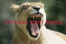 PIC SHOWS
LIONESS AT PORT LYMPNE  WILDLIFE PARK RELAX  IN THE COMPOUND ;TEN PER CENT OF ALL THE WORLDS BARBARY LIONS ARE AT THE PARK IN KENT