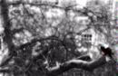 Schindler's Pigeon