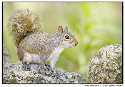Grey Squirrel 1