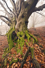 Green Hill Arts, Moretonhampstead