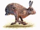 Bolting Hare