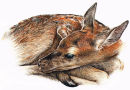 Fawn