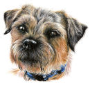"Gus" Border Terrier