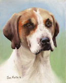 Hound Study 2