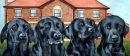 JASPER, LEXI, MEG & PURDY