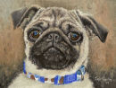 "Little Ozzi" Pug
