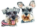 Miniature Schnauzer Pups