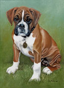 BOXER PUP
