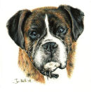 "Millie" Boxer