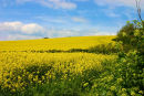 South Devon Countryside
