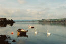 Swans on the Teign near Shaldon