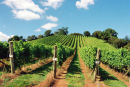 Old Walls Vineyard, Bishopsteignton