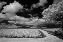 Taro Fields #3