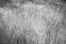 Tall grass