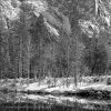 Aspens on the Merced