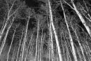 Aspens #2