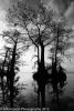 Atchafalaya #9