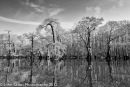 Atchafalaya #10