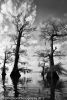 Atchafalaya #11