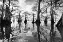 Atchafalaya #12